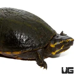 Three Stripe Mud Turtle