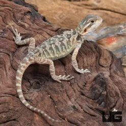 Translucent Bearded Dragon