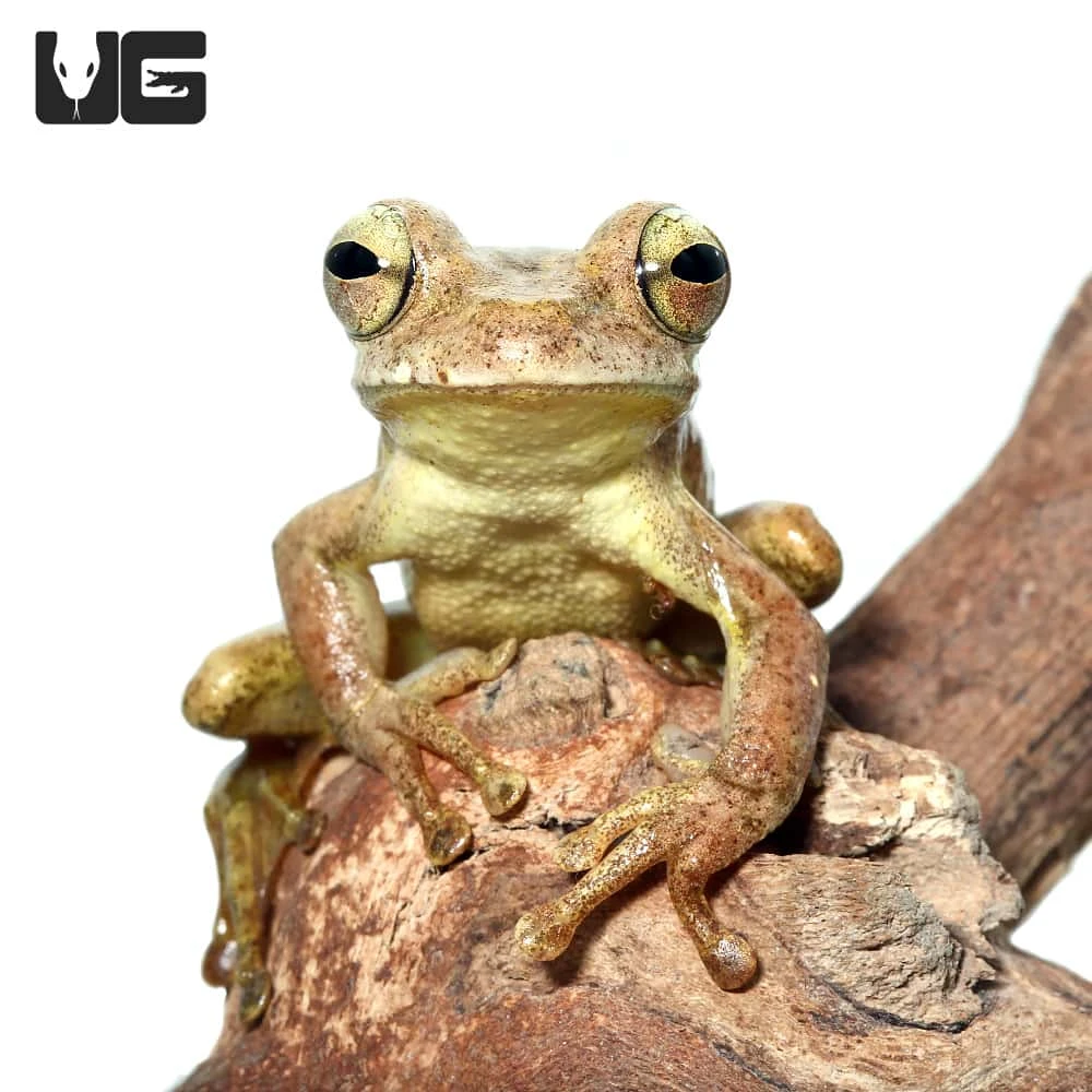 Treasury Island Tree Frog