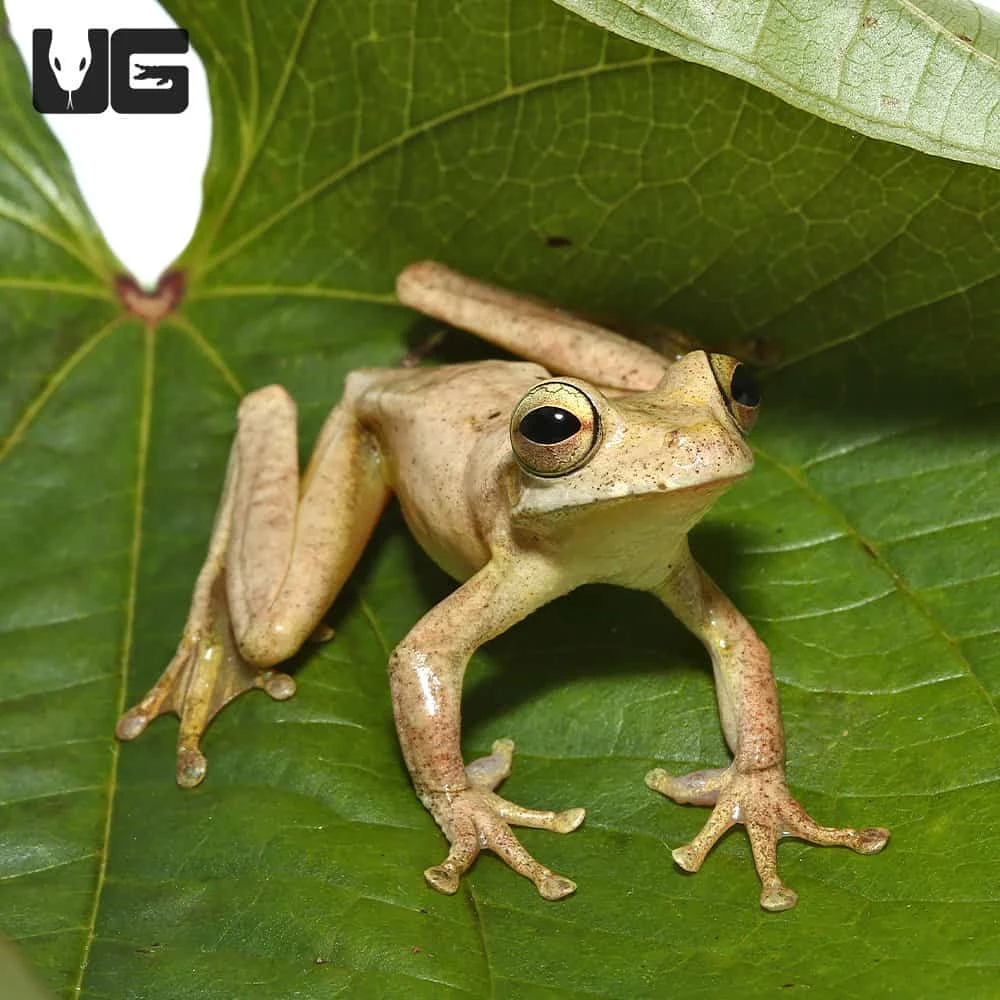 Treasury Island Tree Frog - Image 3