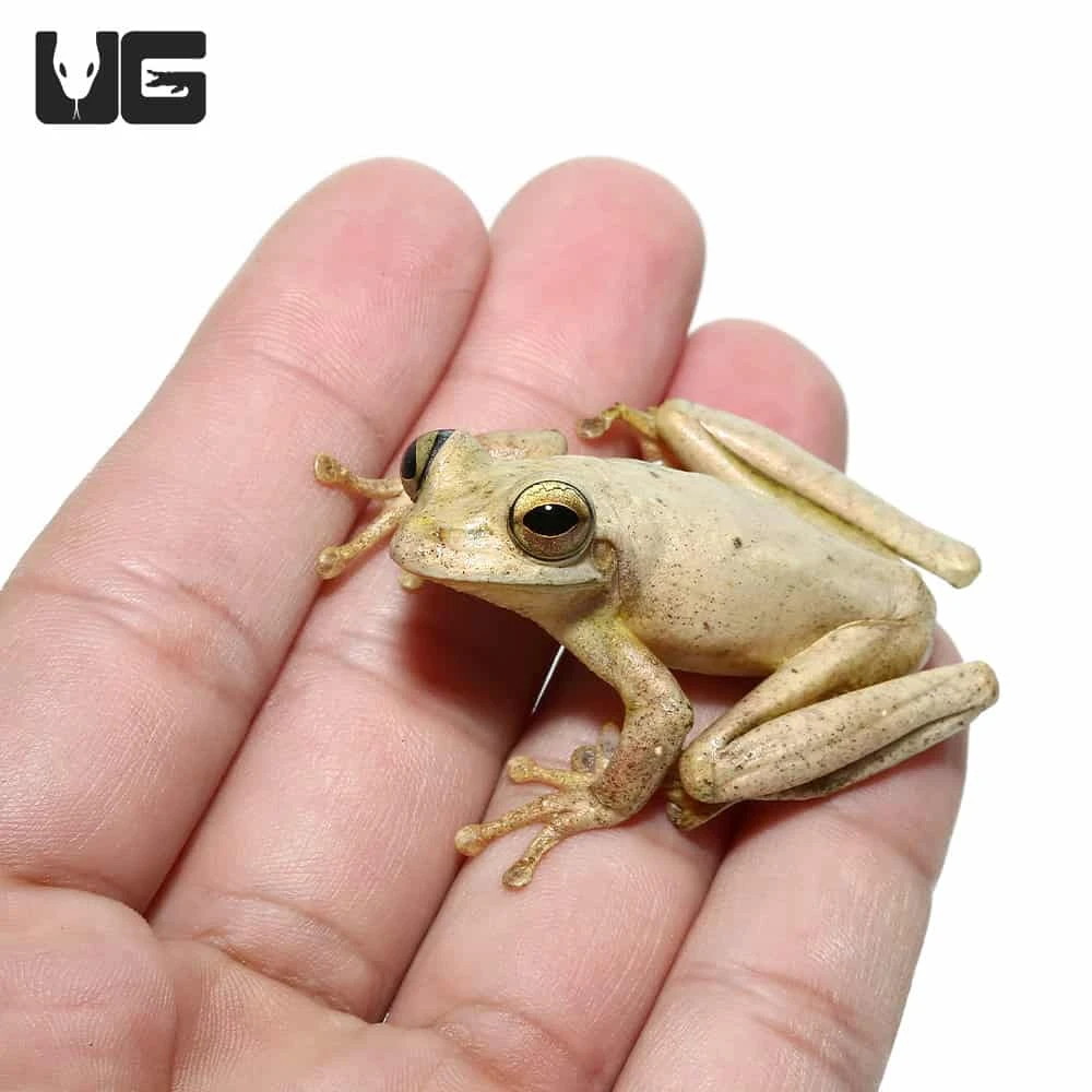 Treasury Island Tree Frog - Image 4