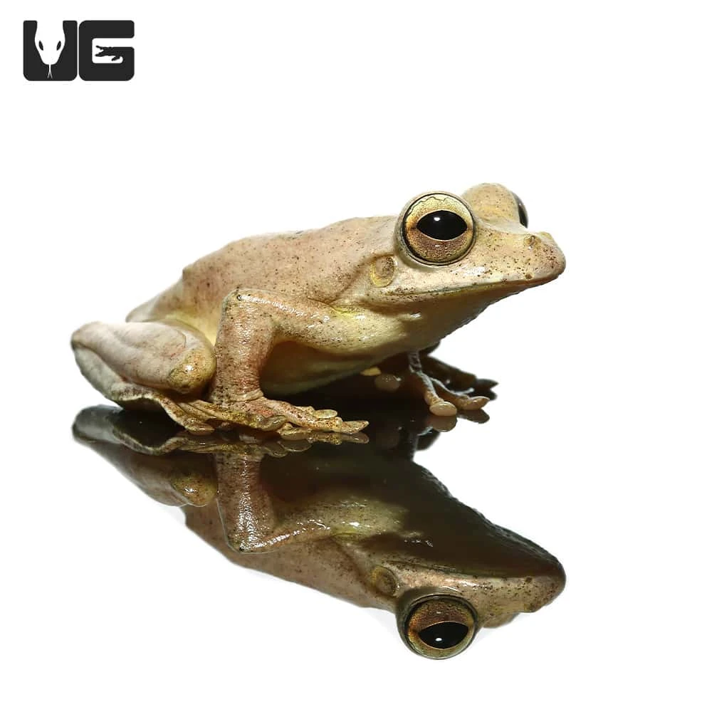 Treasury Island Tree Frog - Image 2