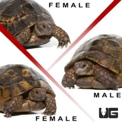 Trio Giant Greek Tortoise #1