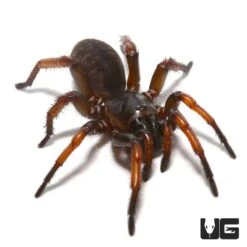 Tube Trapdoor Spider (1 – 2”)