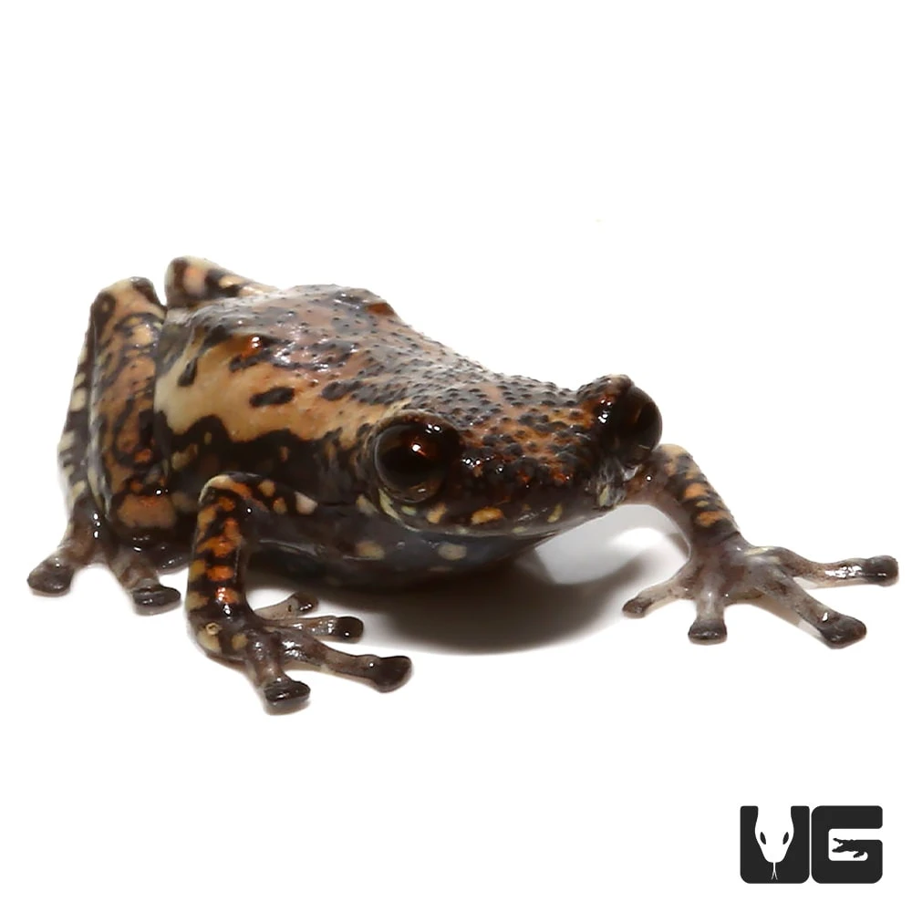 Tukeit Hill Frog