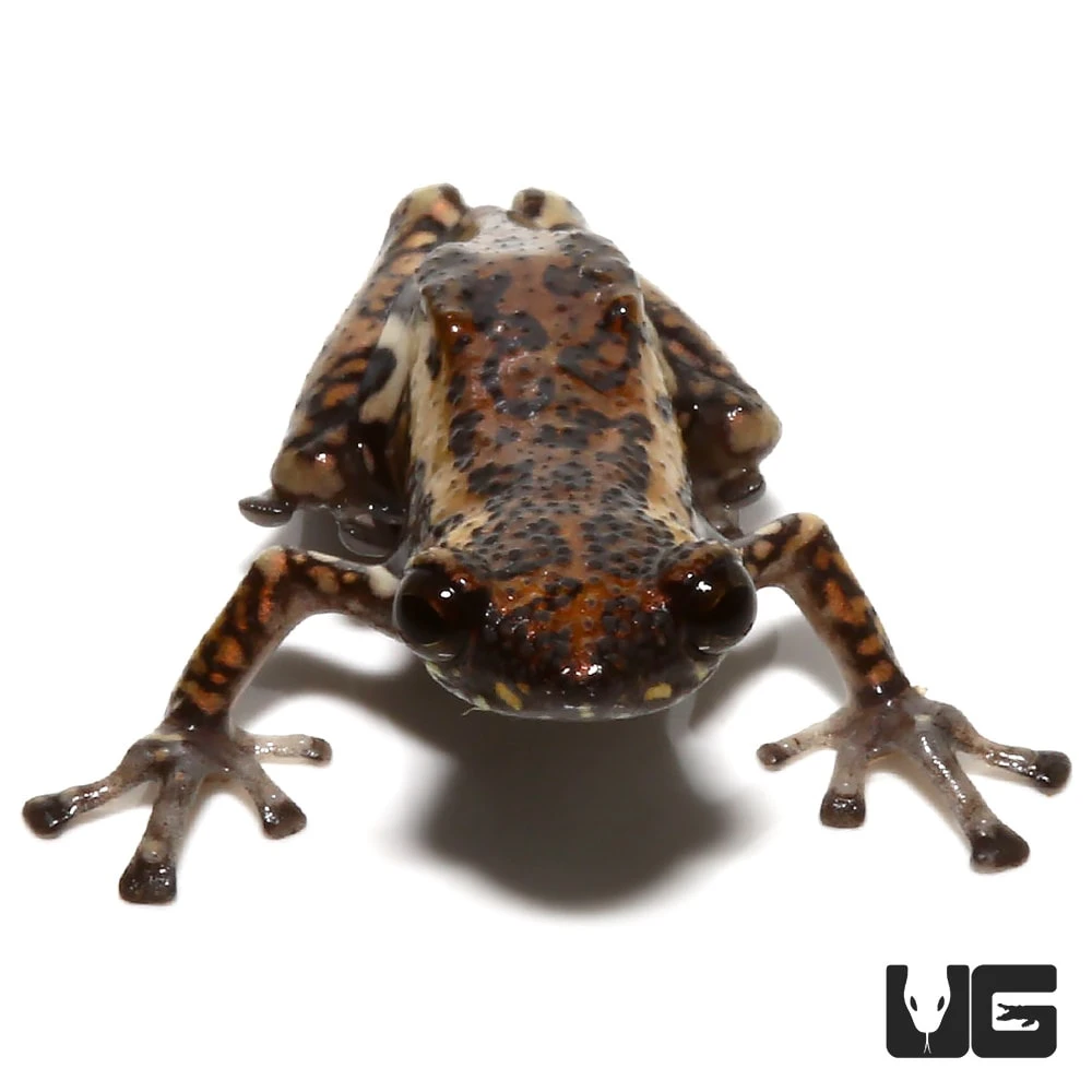 Tukeit Hill Frog - Image 2