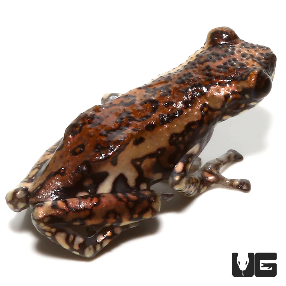 Tukeit Hill Frog - Image 3
