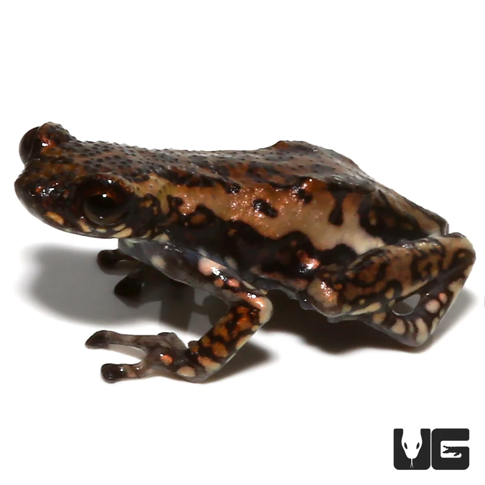 Tukeit Hill Frog - Image 4