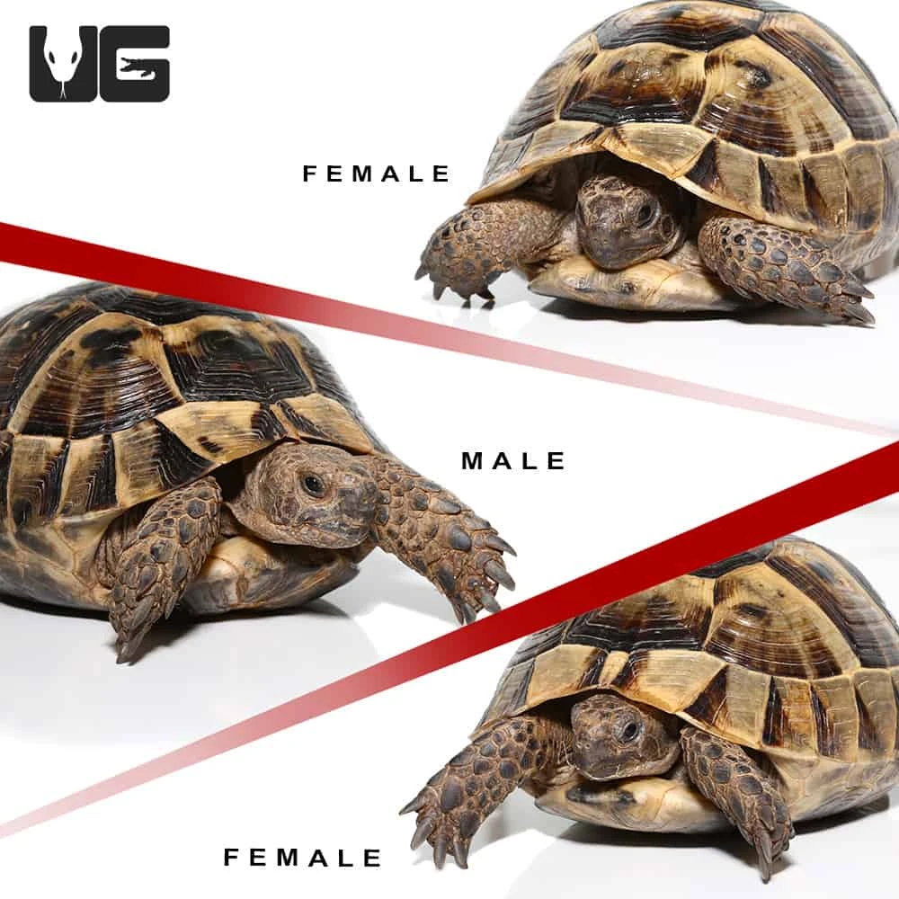 Tunisian Greek Tortoise Trio