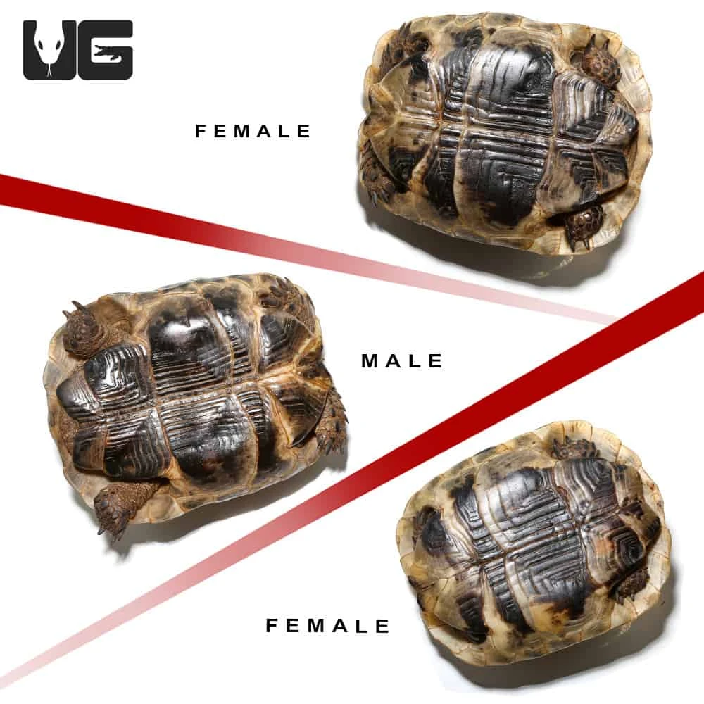 Tunisian Greek Tortoise Trio - Image 4