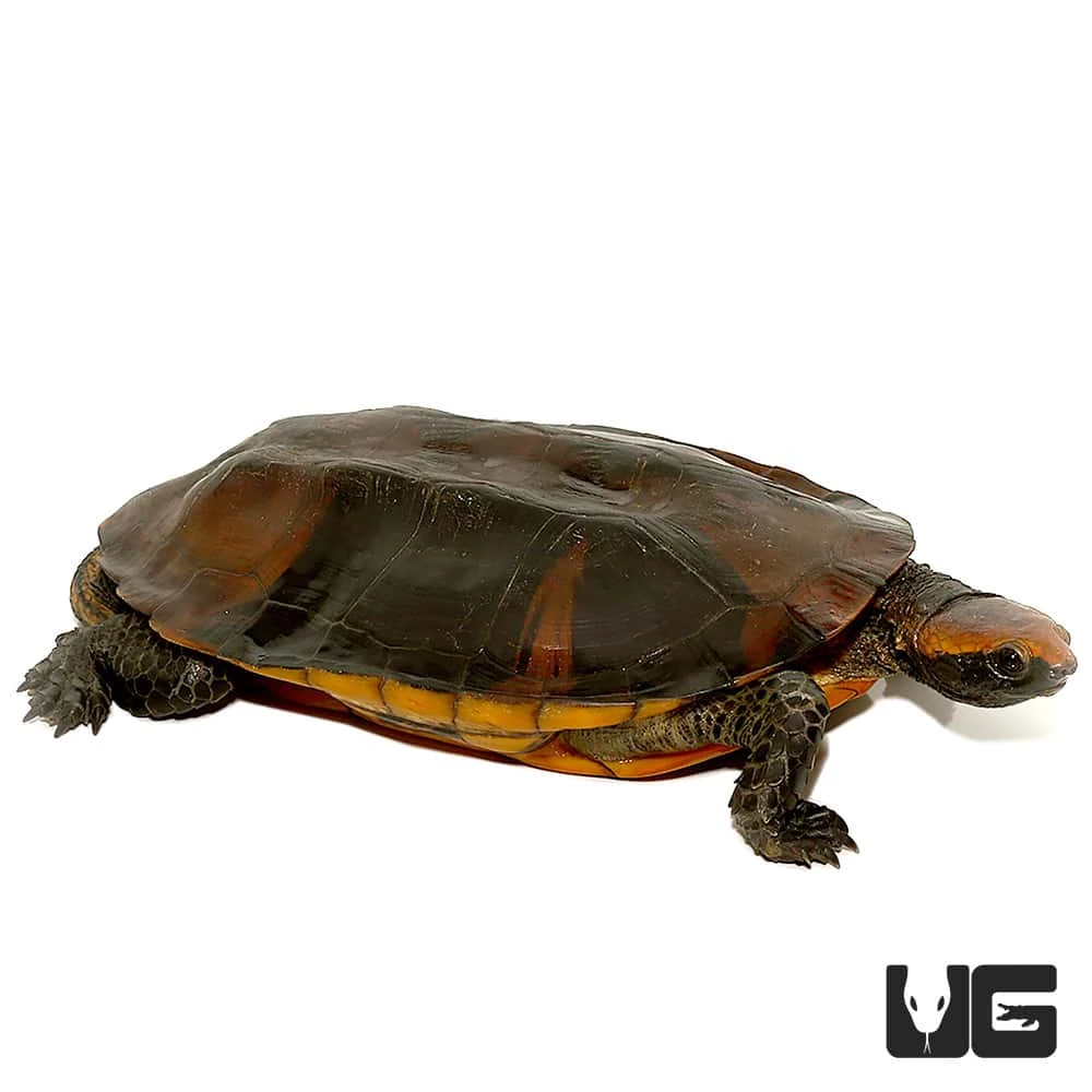 Twistneck Turtle - Image 3