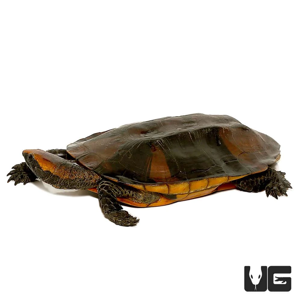Twistneck Turtle - Image 4