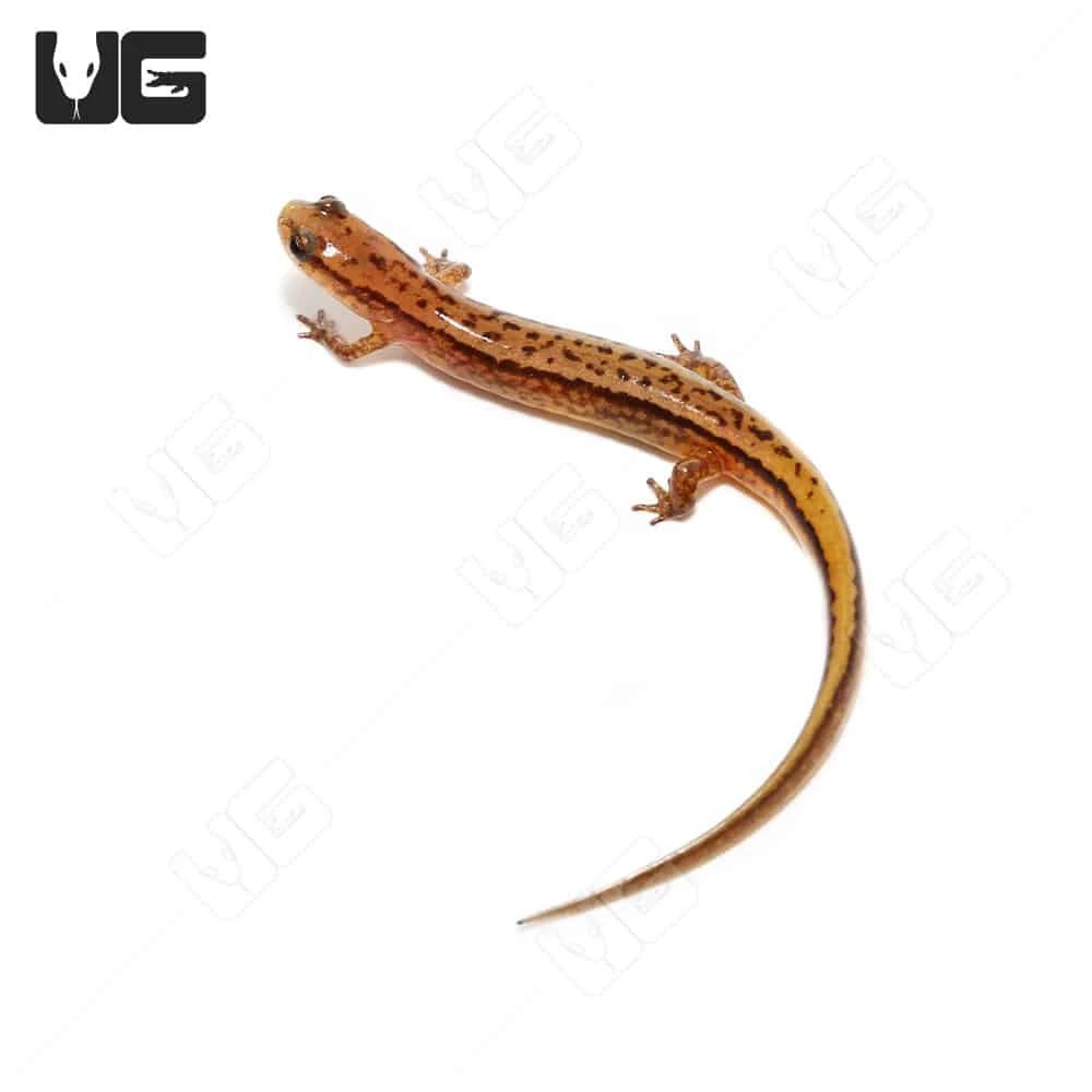 Two Line Salamander - Image 2