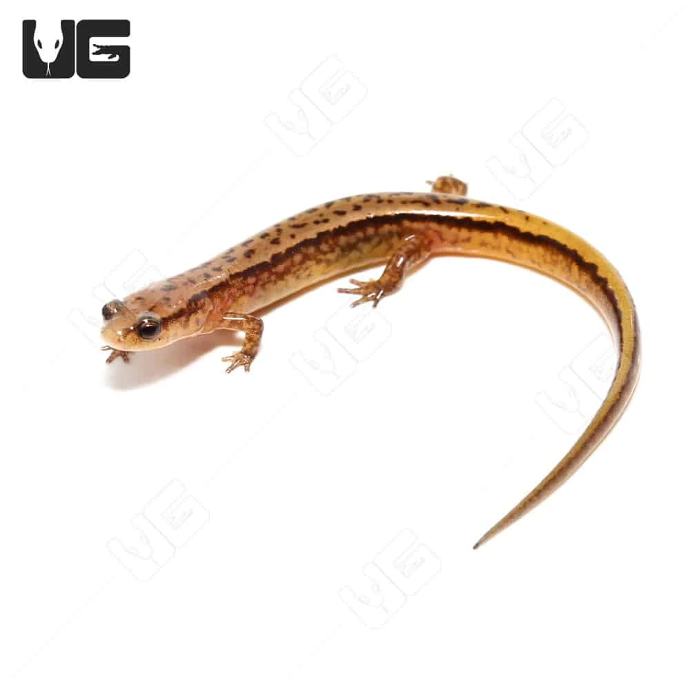 Two Line Salamander - Image 4
