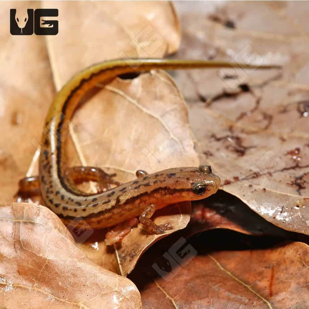 Two Line Salamander - Image 3