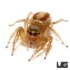 Two Lined Jumping Spider (.25”)