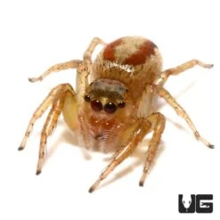 Two Lined Jumping Spider (.25”)