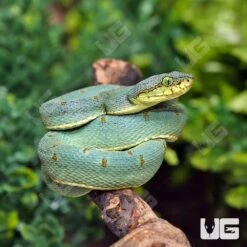 Two Striped Forest Pit Viper