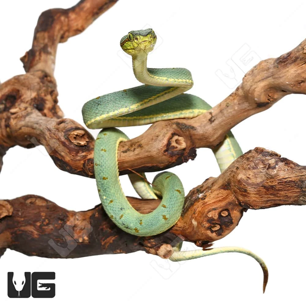Two Striped Forest Pit Viper - Image 4