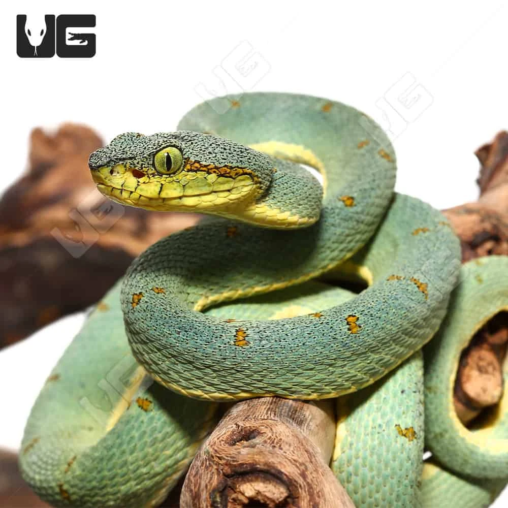 Two Striped Forest Pit Viper - Image 3