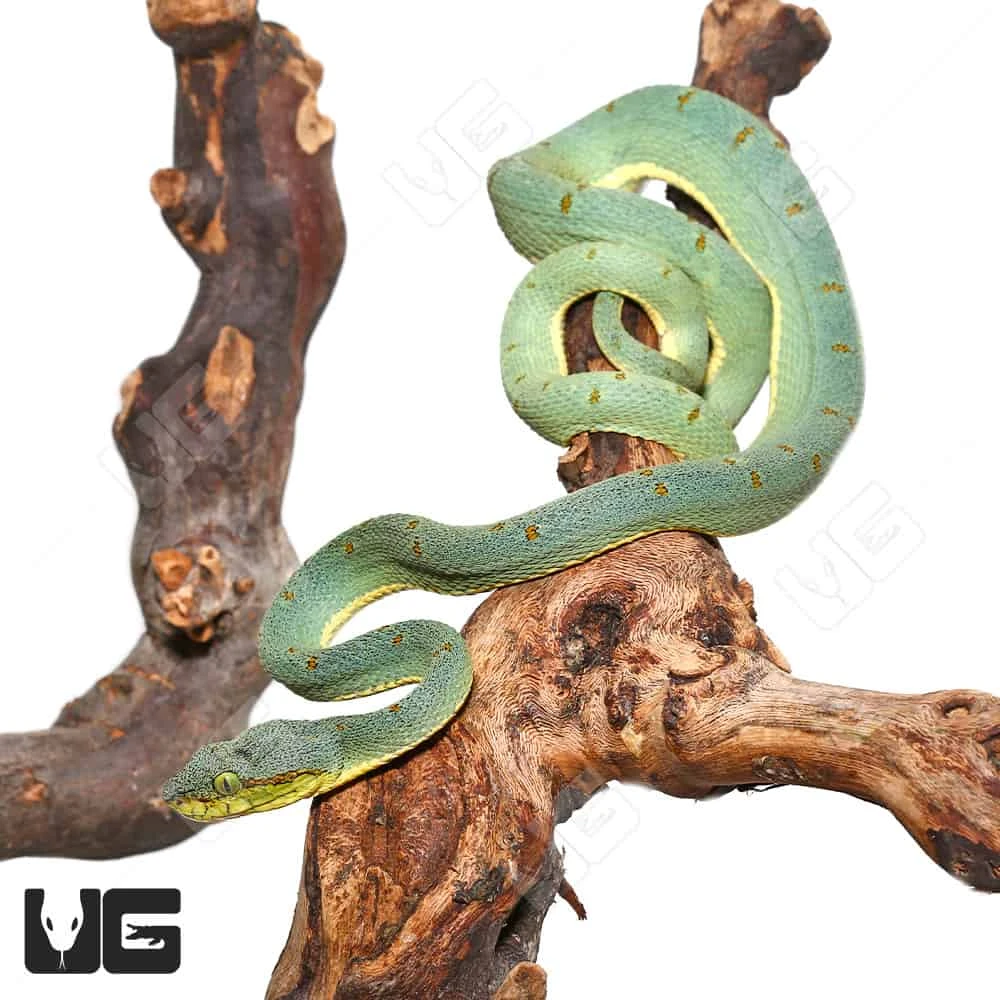 Two Striped Forest Pit Viper - Image 2