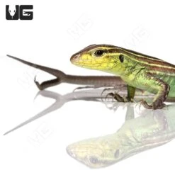 Two Tailed Rainbow Whiptail Lizard