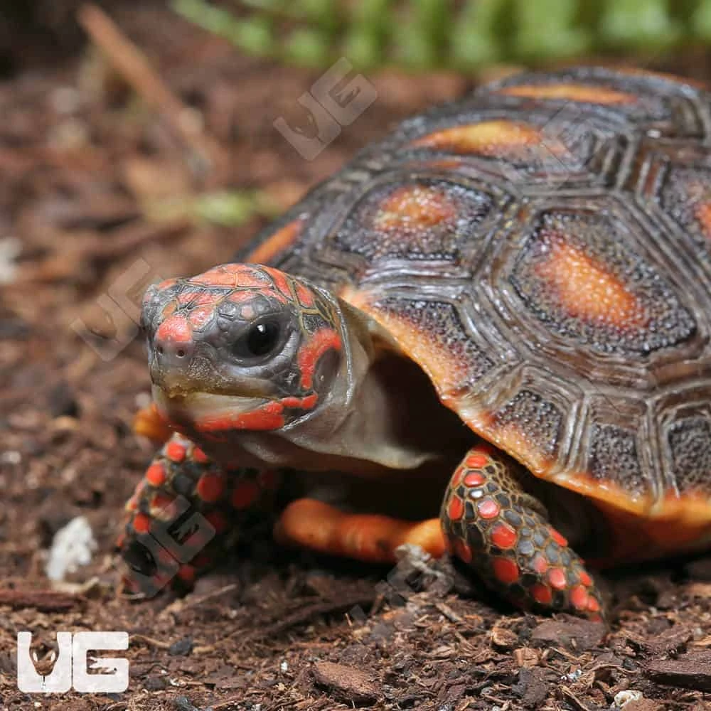 Baby Redfoot Tortoise - Image 2