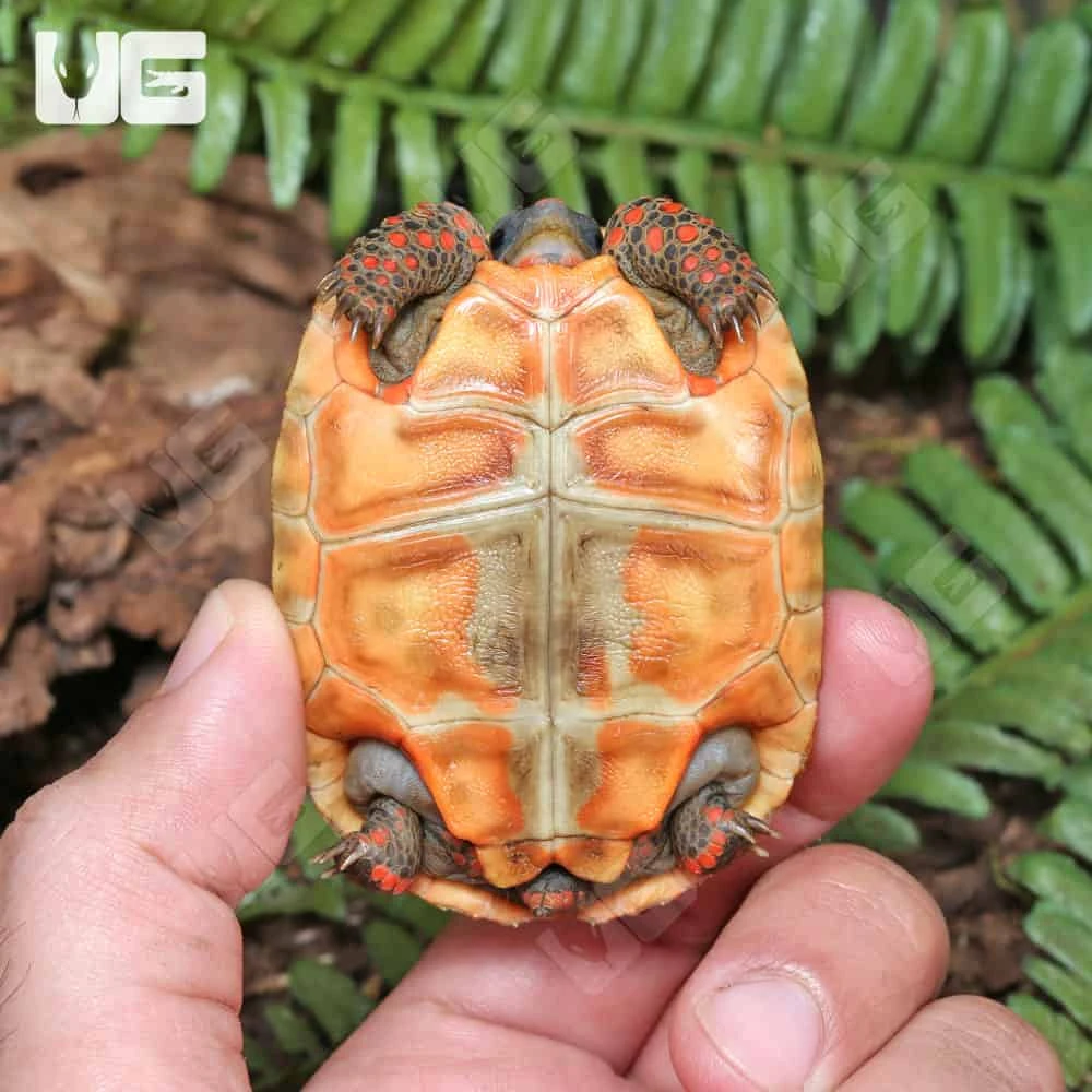 Baby Redfoot Tortoise - Image 4