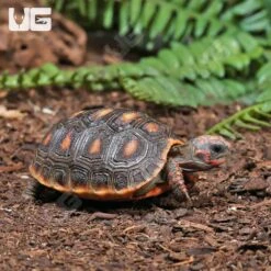 Baby Redfoot Tortoise