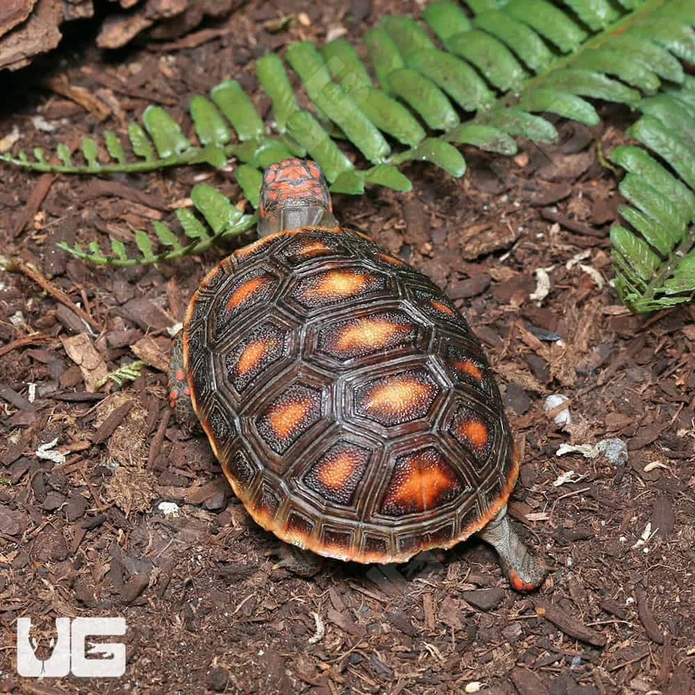 Baby Redfoot Tortoise - Image 3