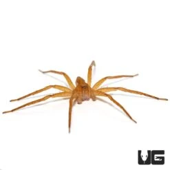 Variable Fishing Spider