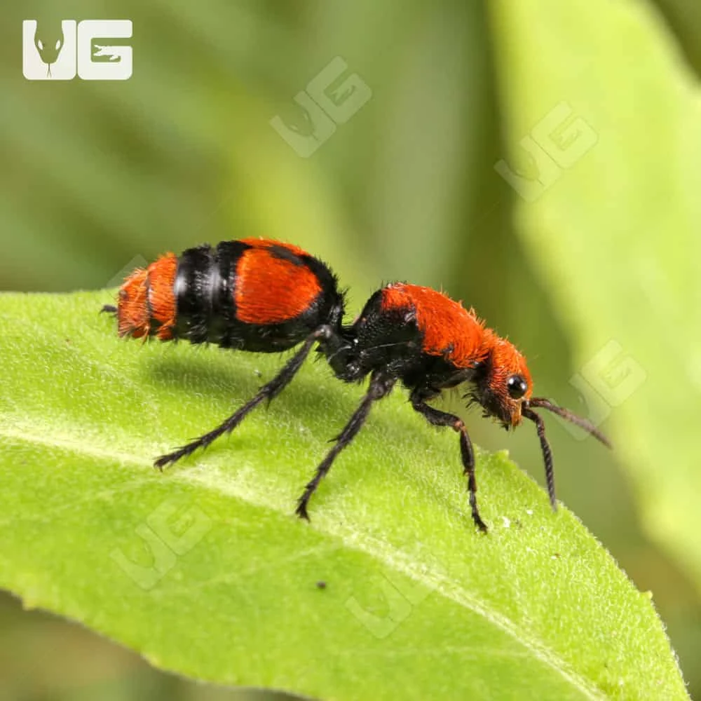 Velvet Ant - Image 3
