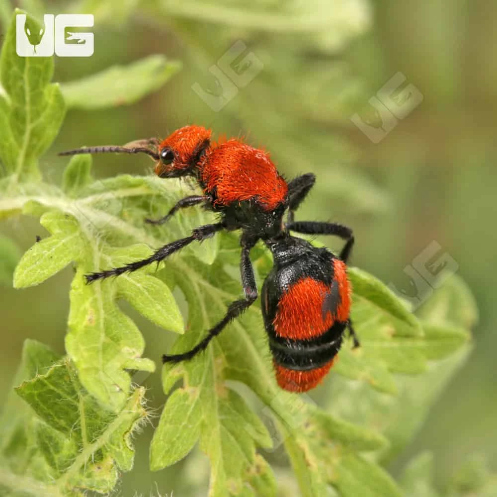 Velvet Ant