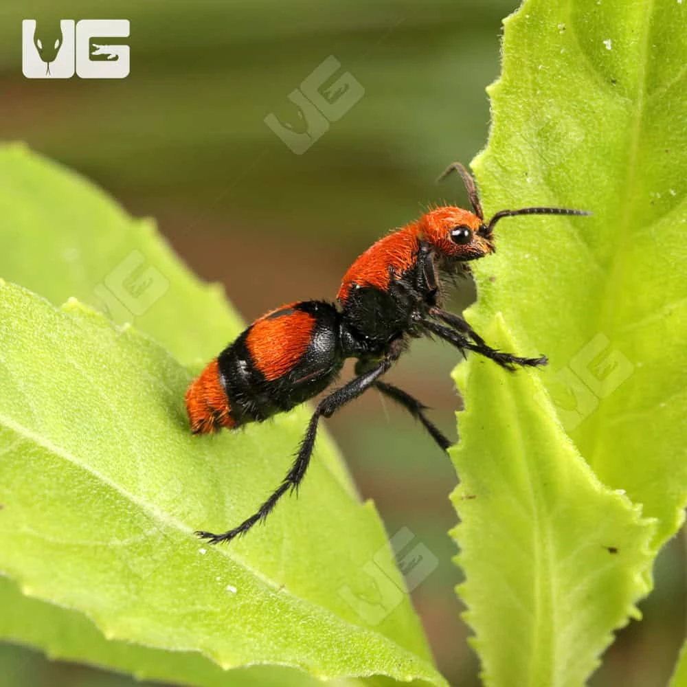 Velvet Ant - Image 2