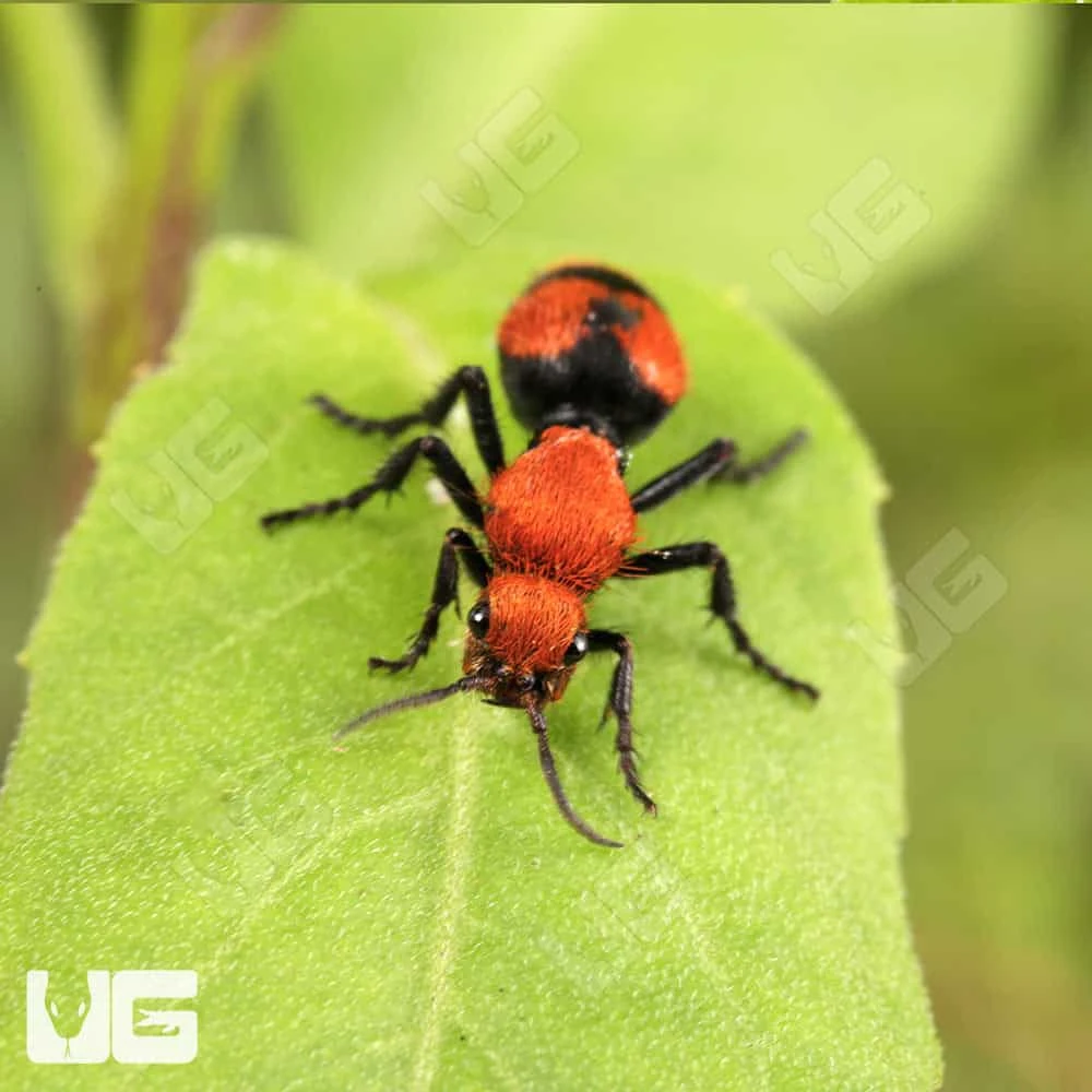 Velvet Ant - Image 4