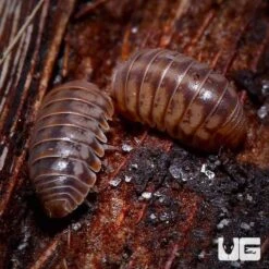 Venezillo Parvus Isopods