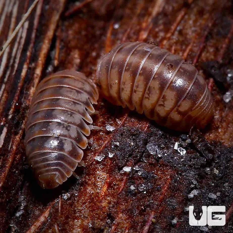 Venezillo Parvus Isopods