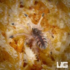 Venezuelan Redstripe Pinktoe Tarantula (.5 – 1”)