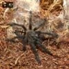 Venezuelan Suntiger Tarantula (2”)