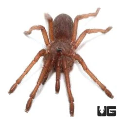 Electric Blue Earth Tiger Tarantula (.5 – .75”)