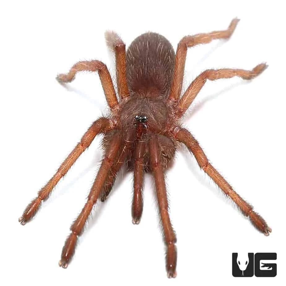 Electric Blue Earth Tiger Tarantula (.5 – .75”)