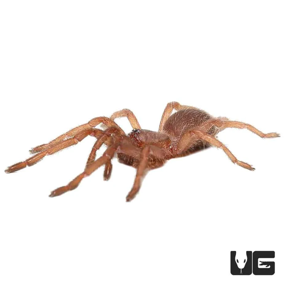 Electric Blue Earth Tiger Tarantula (.5 – .75”) - Image 2