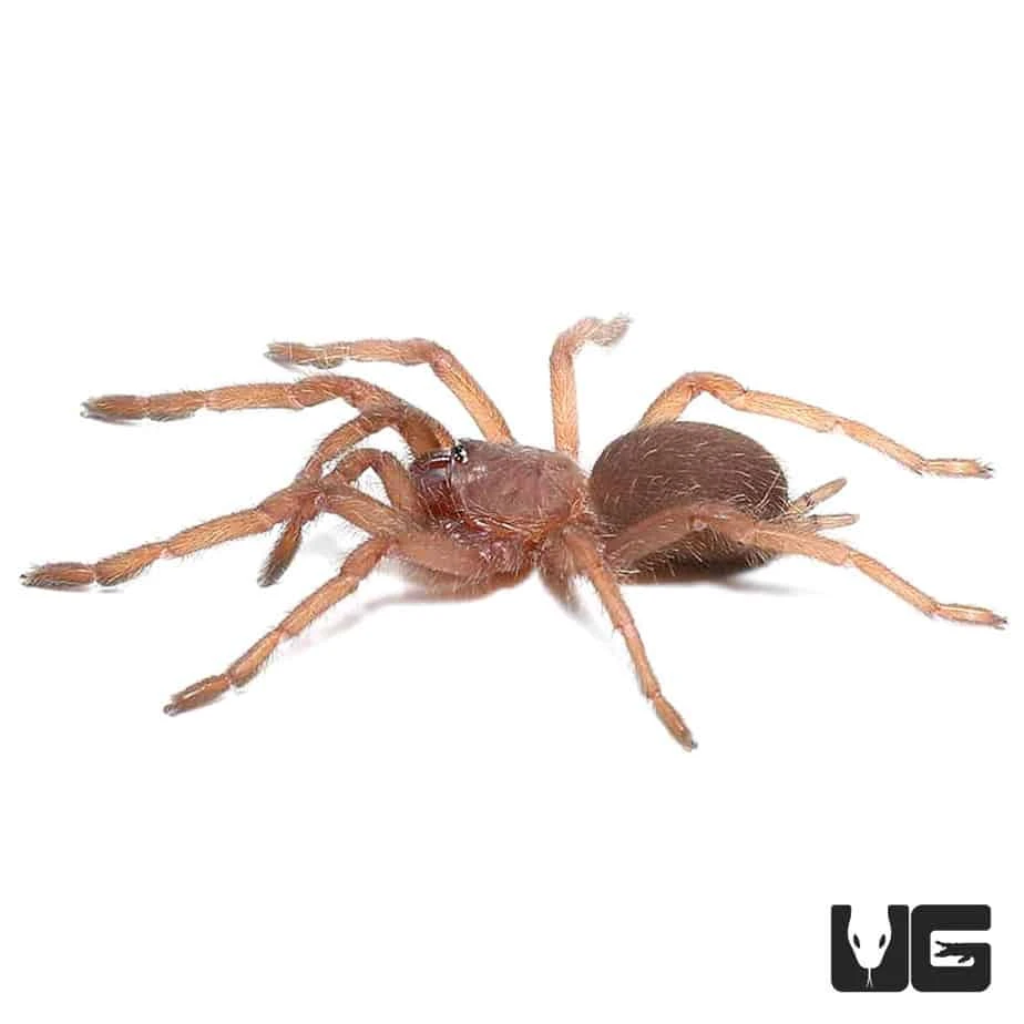 Electric Blue Earth Tiger Tarantula (.5 – .75”) - Image 3