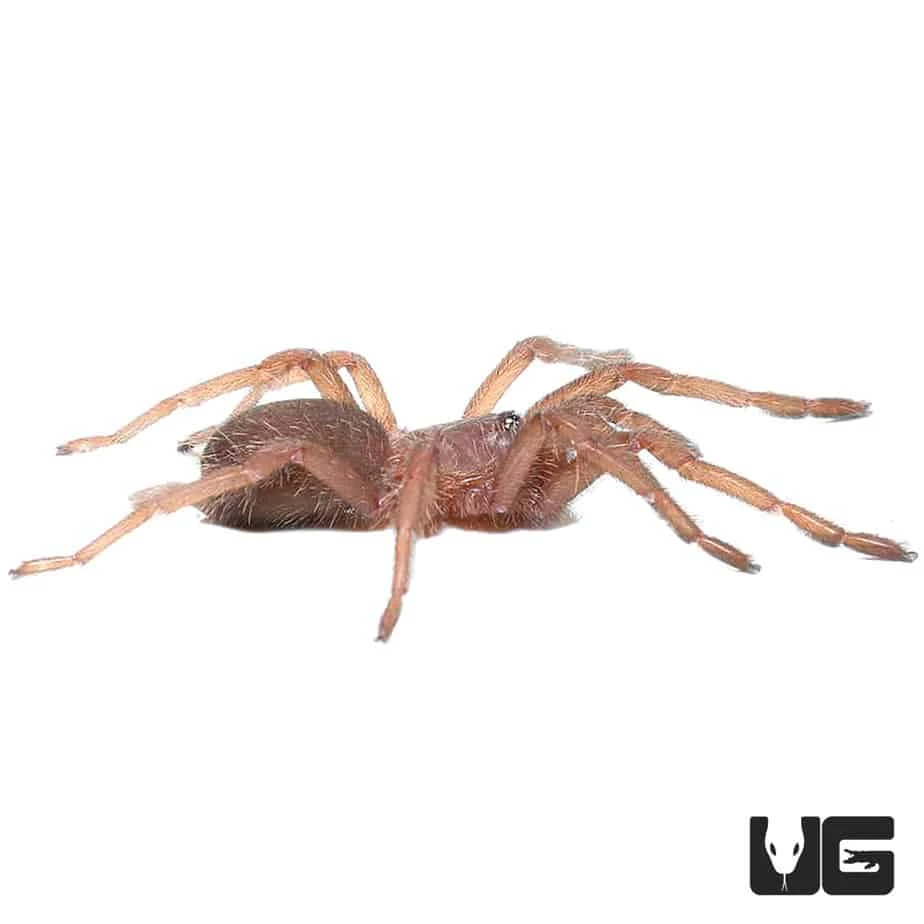 Electric Blue Earth Tiger Tarantula (.5 – .75”) - Image 4