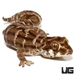Viper Gecko