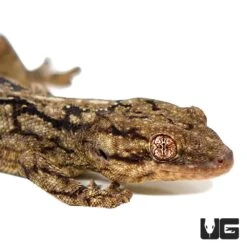 Wahlberg’s Velvet Gecko