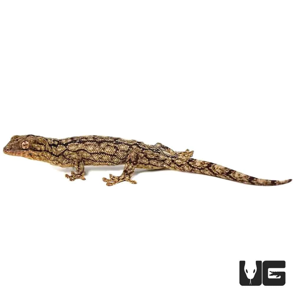 Wahlberg’s Velvet Gecko - Image 4