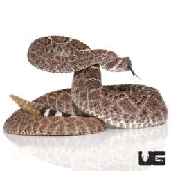 Yearling Western Diamondback Rattlesnake