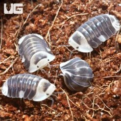 “White” Ducky Isopods