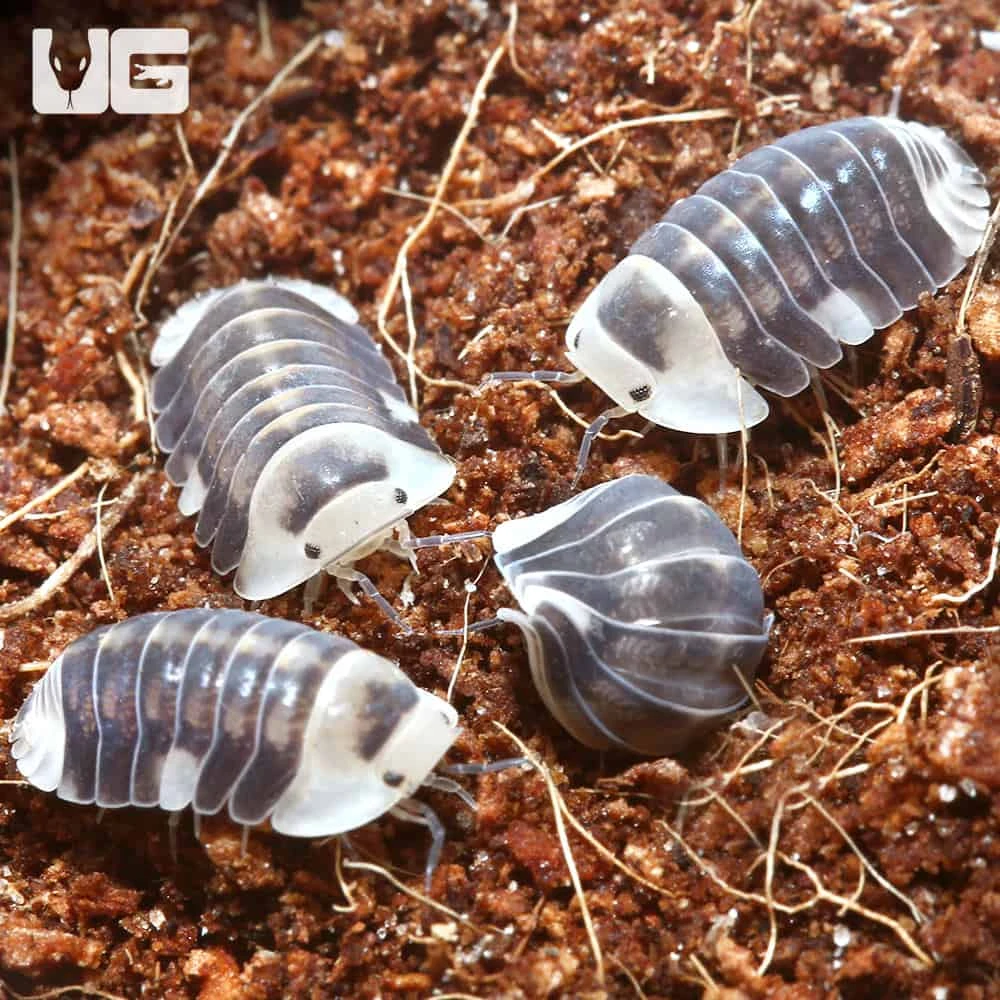“White” Ducky Isopods